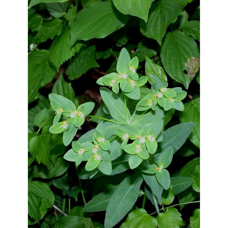 euphorbia corallioides l.