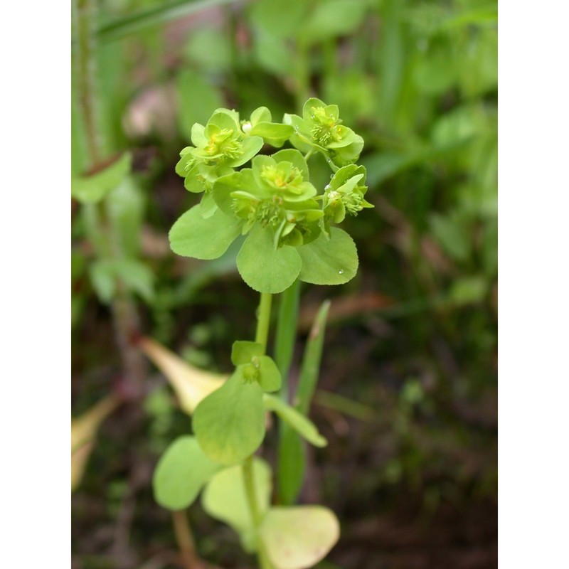 euphorbia cuneifolia guss.