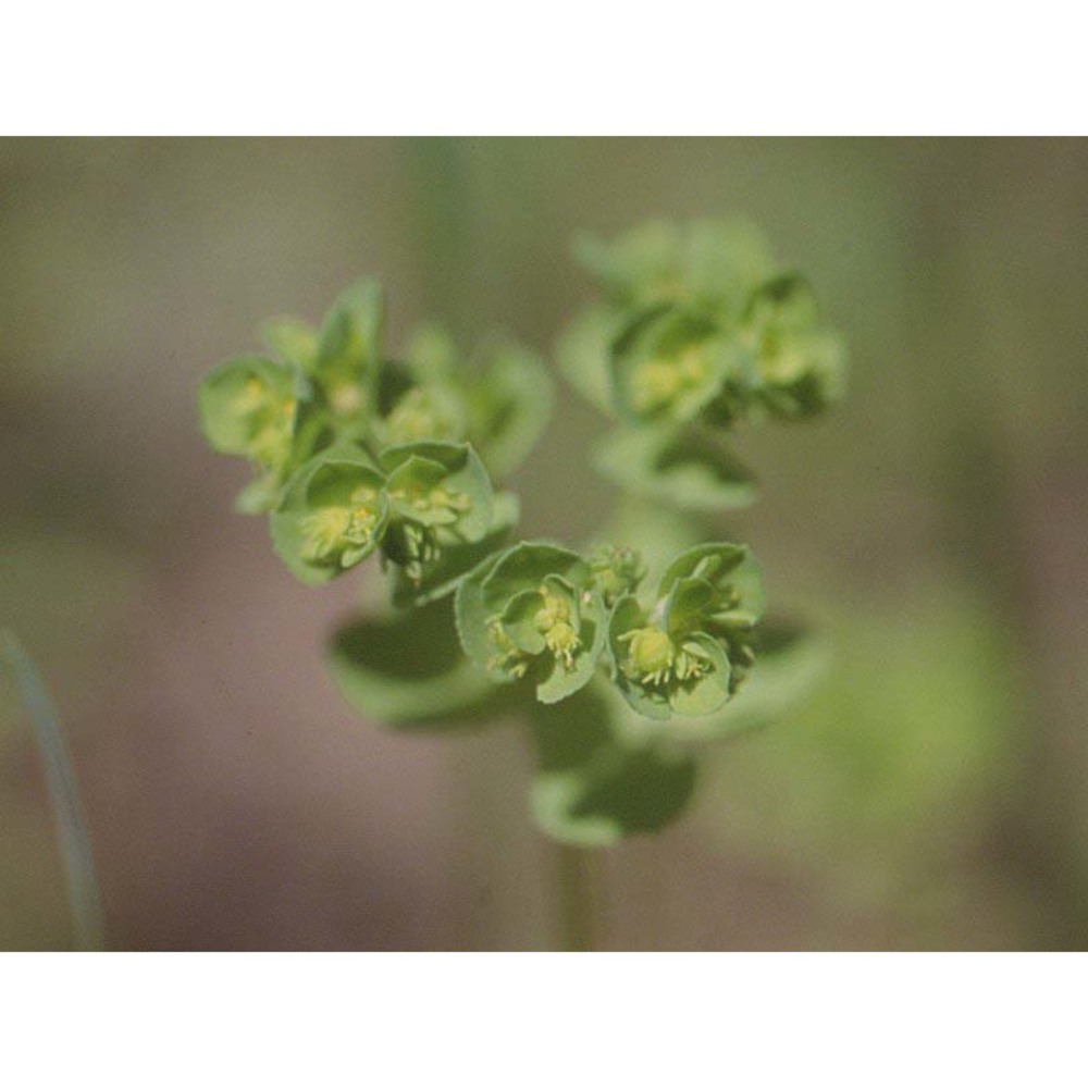 euphorbia cuneifolia guss.
