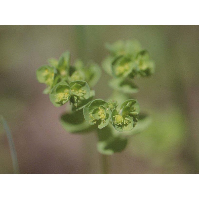 euphorbia cuneifolia guss.