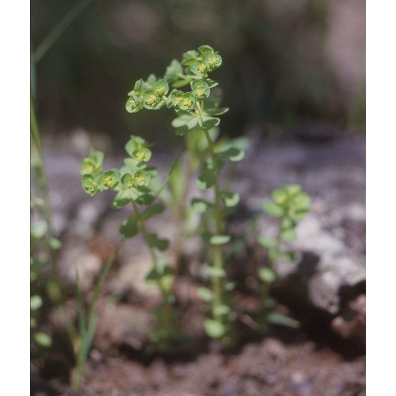 euphorbia cuneifolia guss.