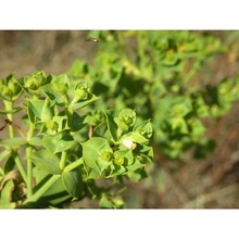 euphorbia cupanii guss. ex bertol.