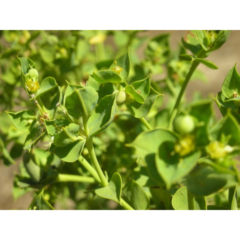 euphorbia cupanii guss. ex bertol.