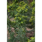 euphorbia cupanii guss. ex bertol.