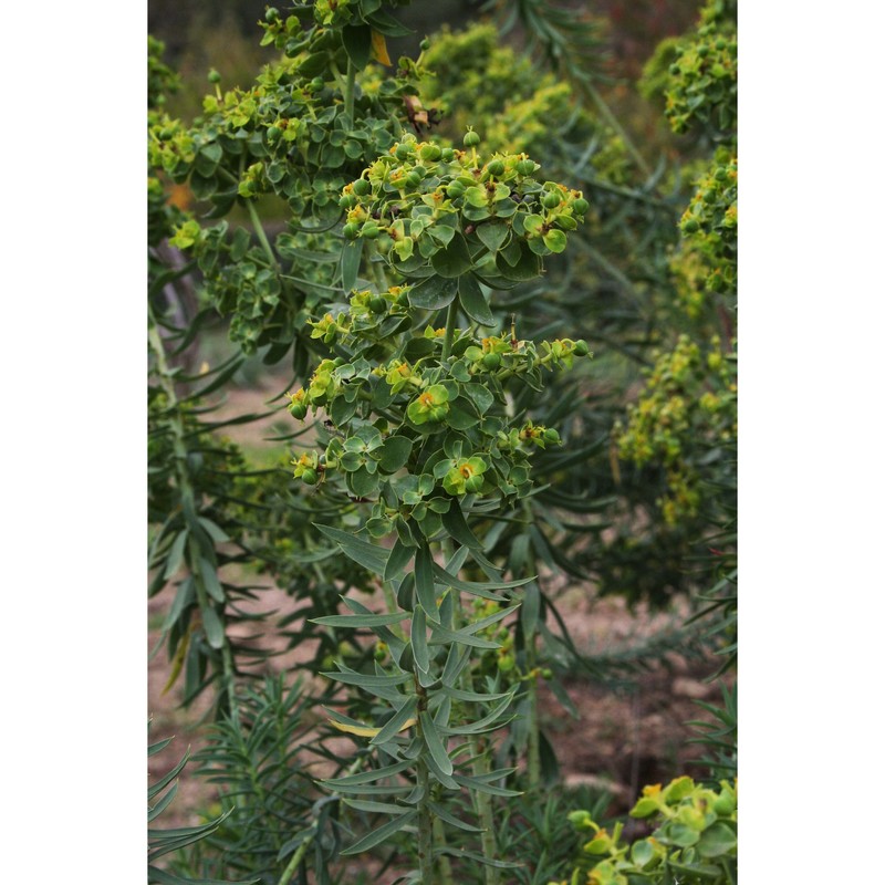 euphorbia cupanii guss. ex bertol.