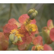 euphorbia cyparissias l.