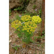 euphorbia cyparissias l.