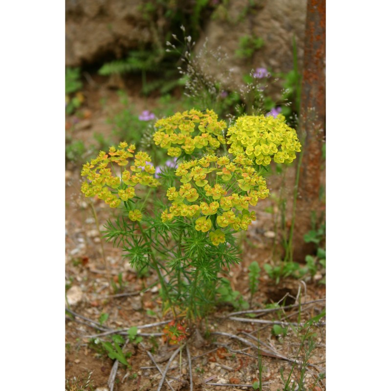 euphorbia cyparissias l.