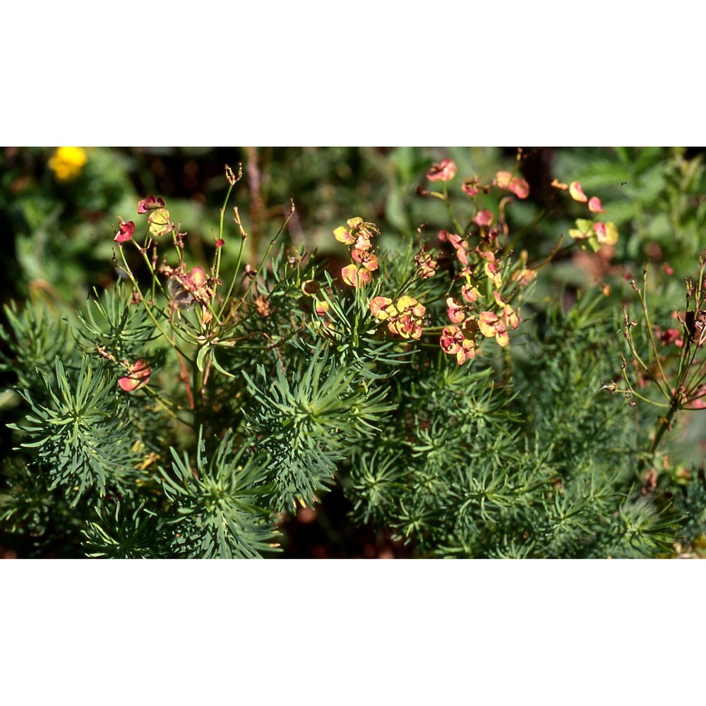 euphorbia cyparissias l.