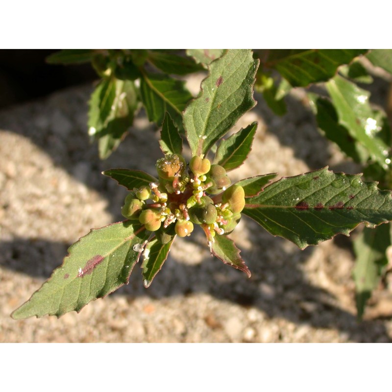 euphorbia davidii subils