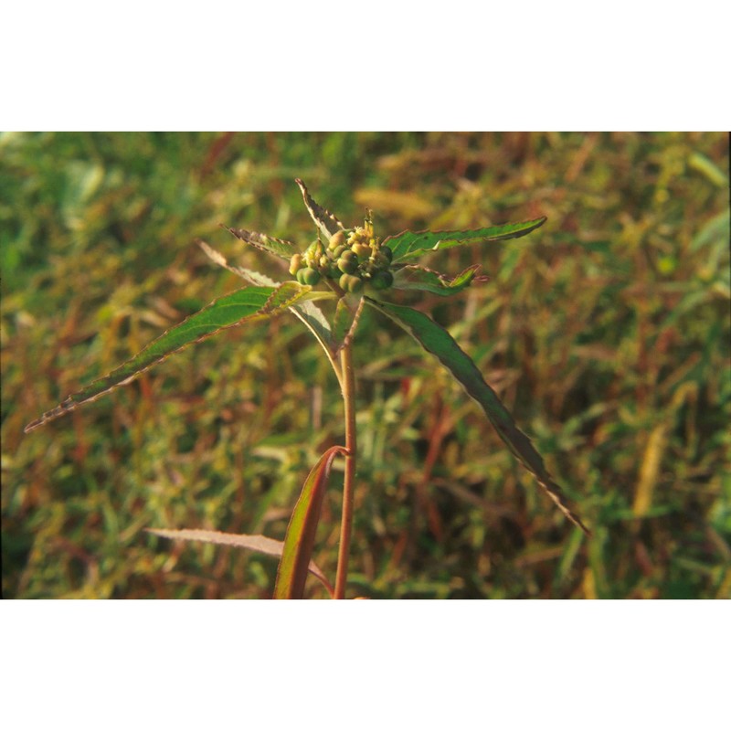 euphorbia davidii subils