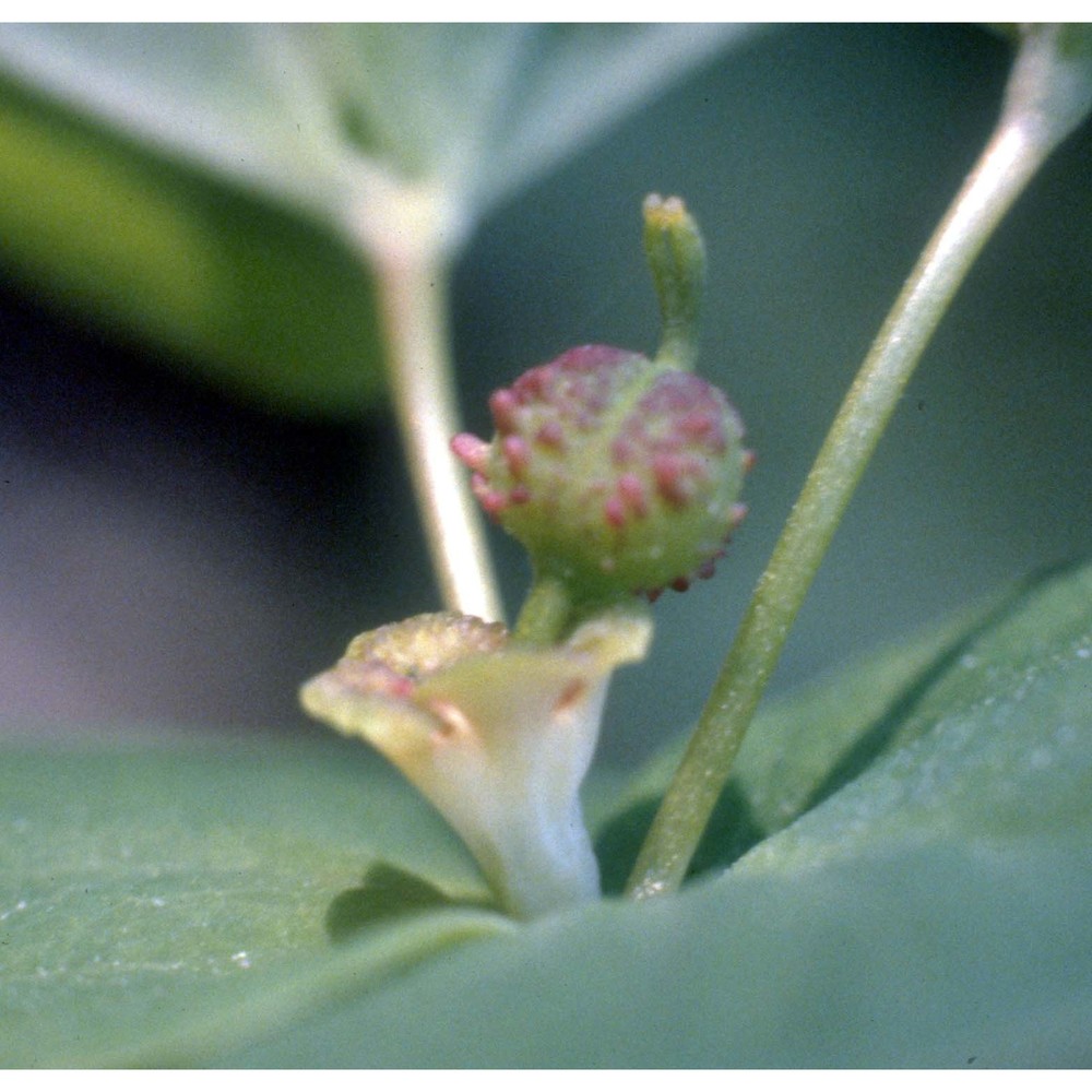 euphorbia dulcis l.