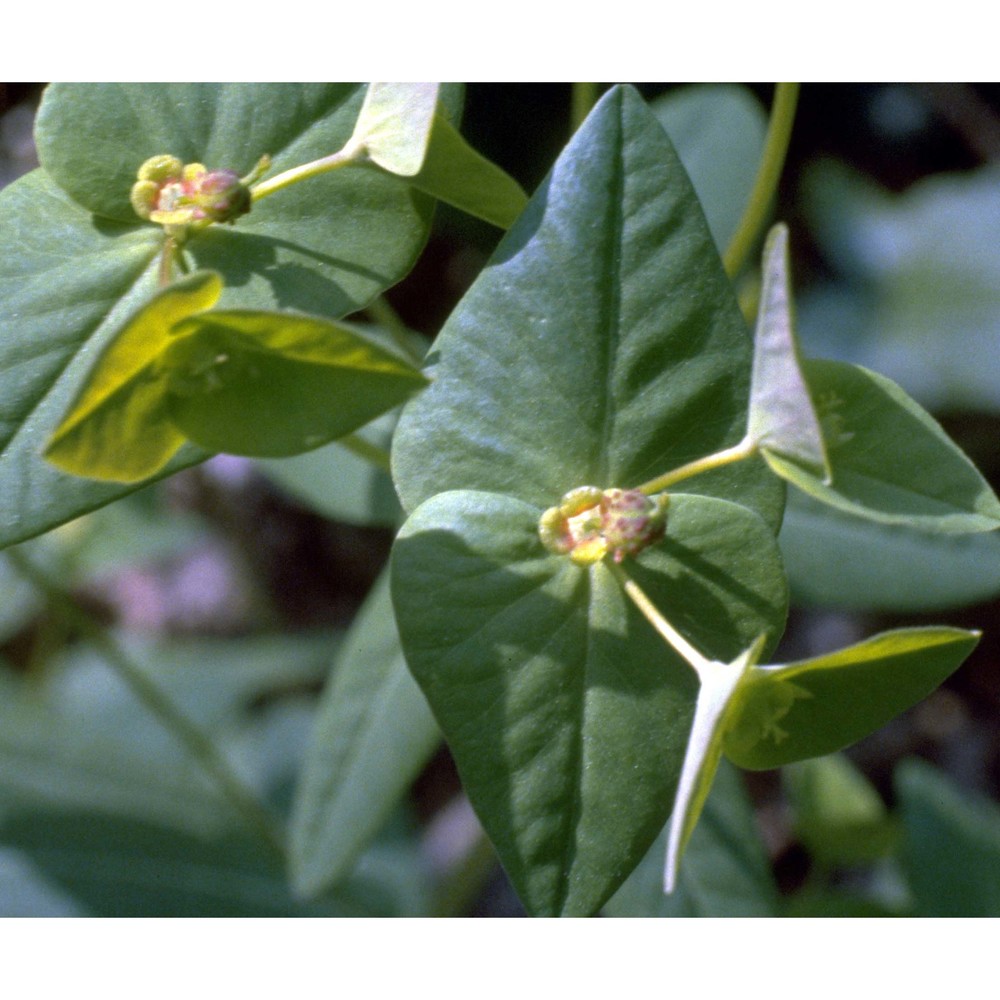 euphorbia dulcis l.