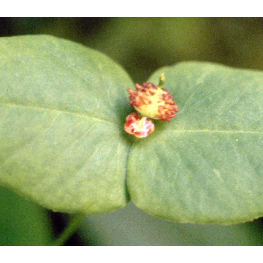 euphorbia dulcis l.