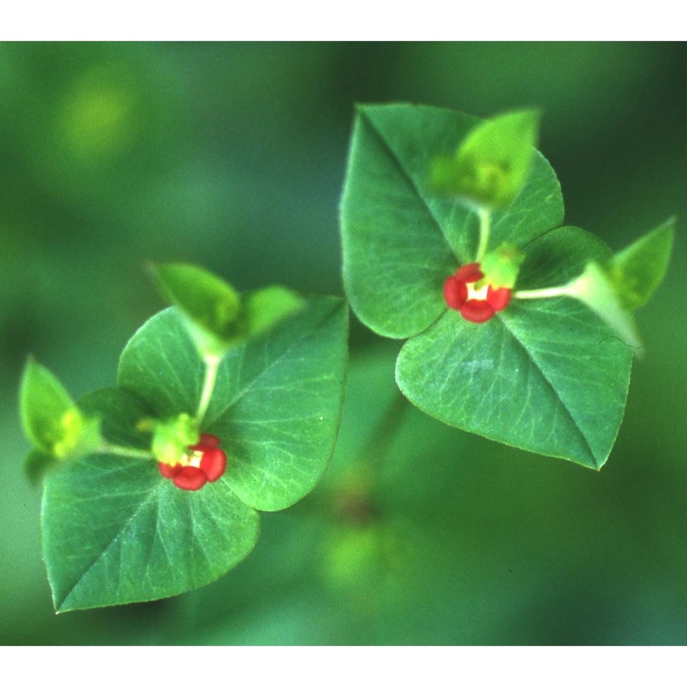 euphorbia dulcis l.