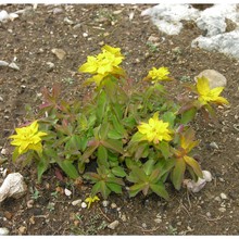 euphorbia epithymoides l.