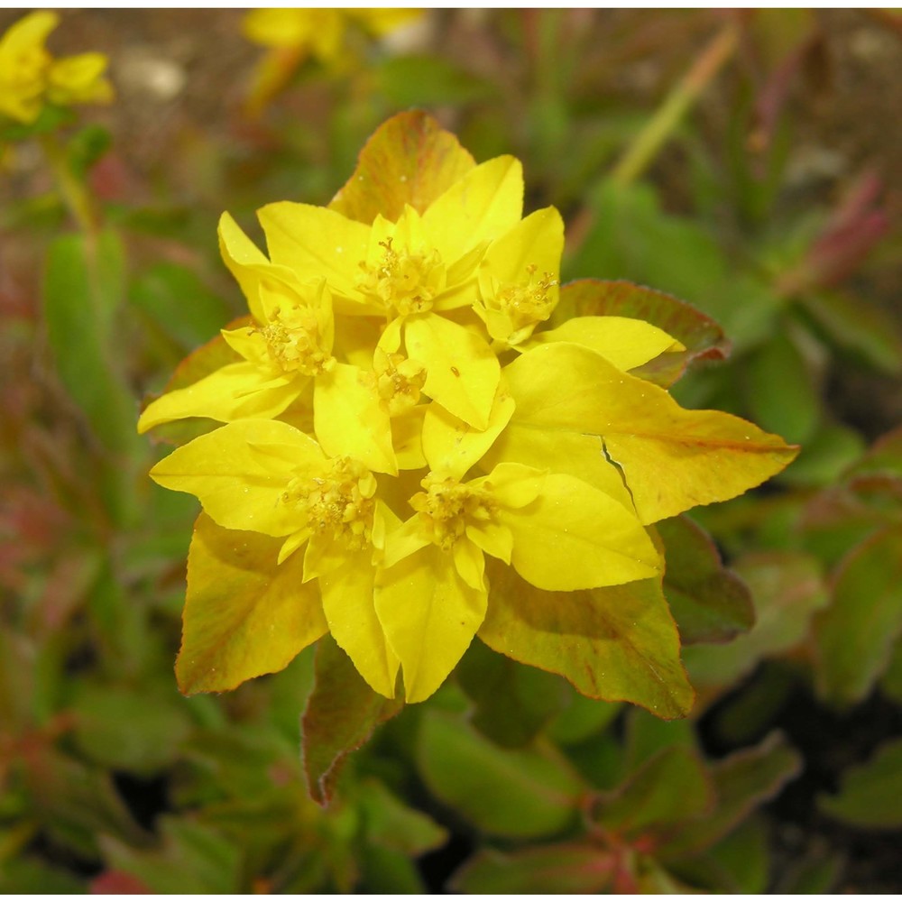 euphorbia epithymoides l.