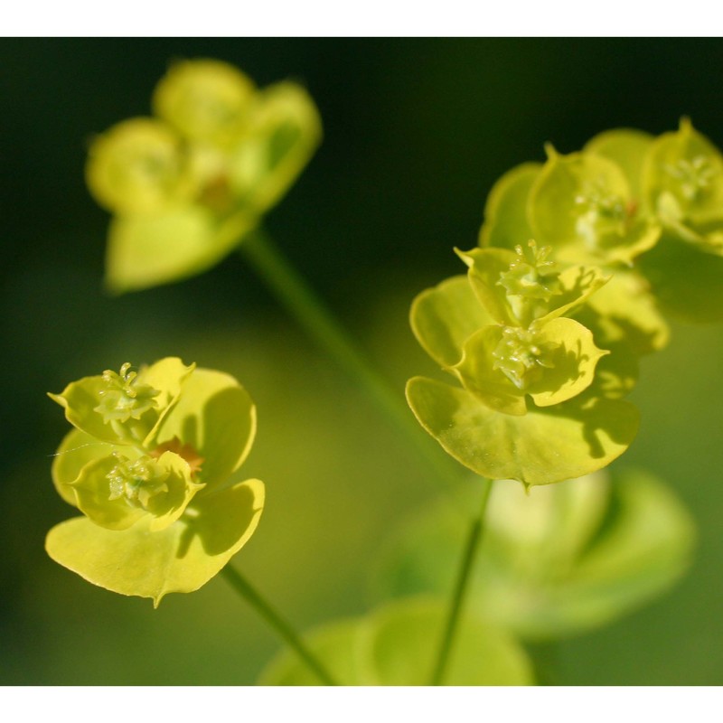 euphorbia esula l.