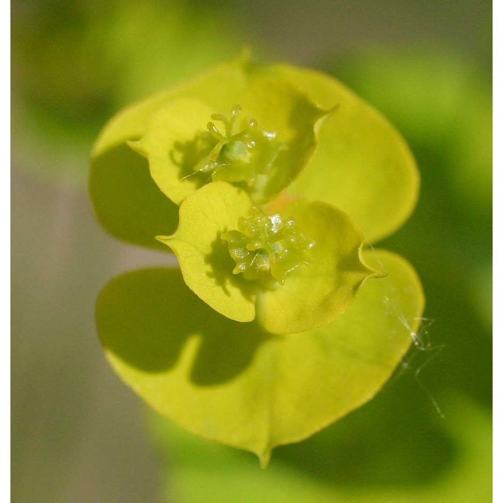 euphorbia esula l.