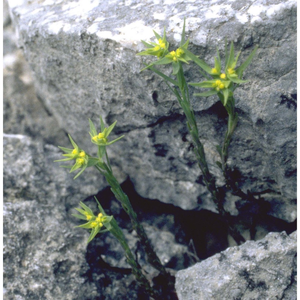 euphorbia exigua l.