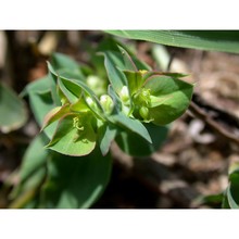 euphorbia falcata l.