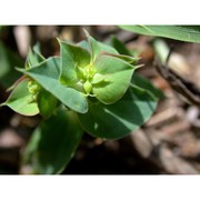 euphorbia falcata l.