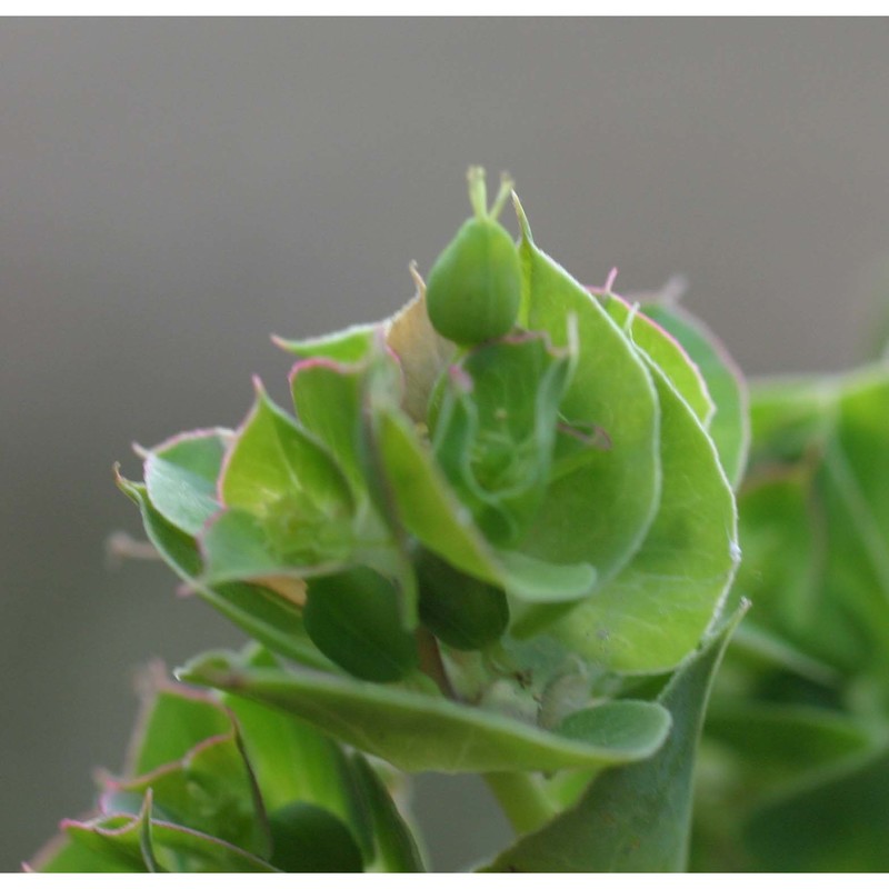 euphorbia falcata l.