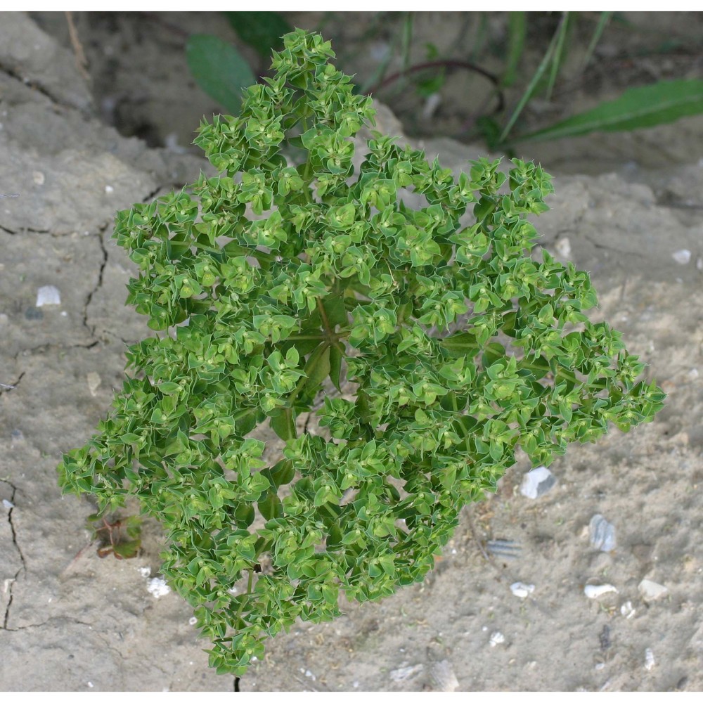 euphorbia falcata l.