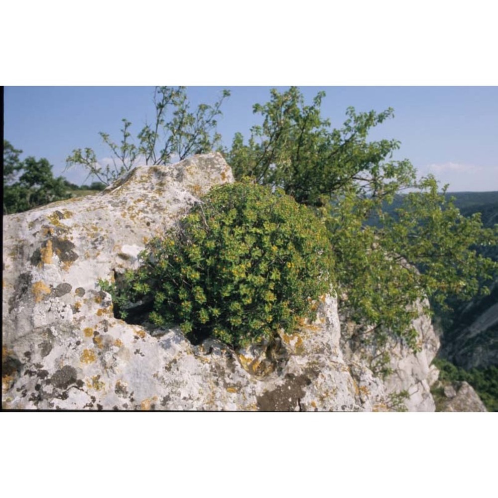 euphorbia fragifera jan