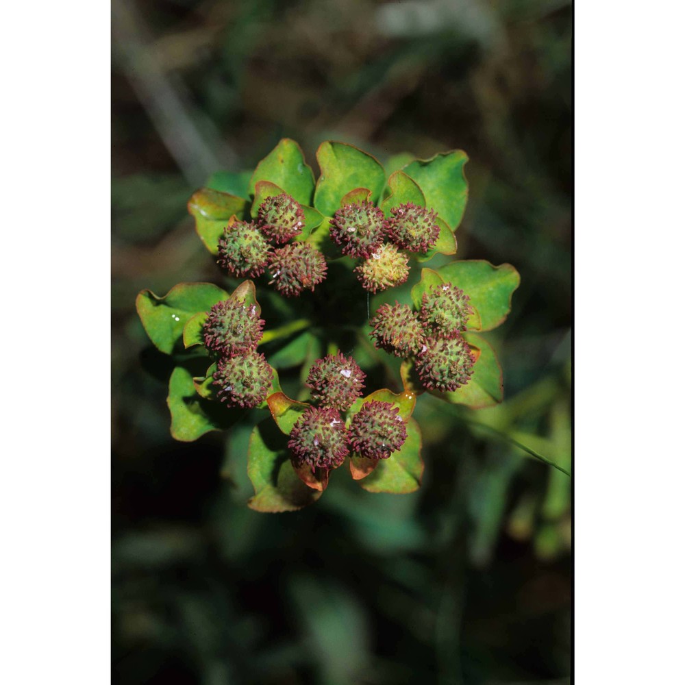 euphorbia gasparrinii boiss.