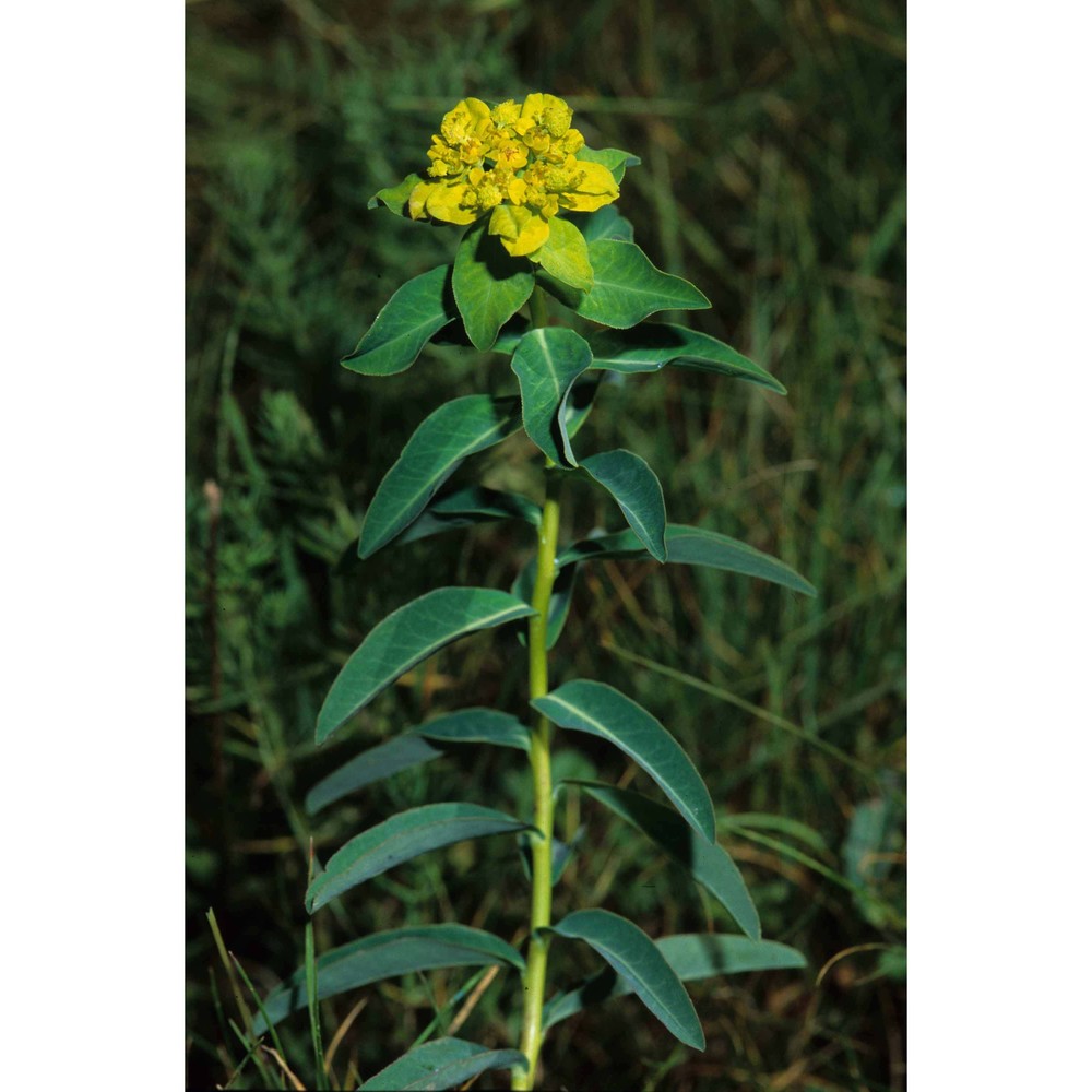 euphorbia gasparrinii boiss.