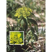 euphorbia gasparrinii boiss.