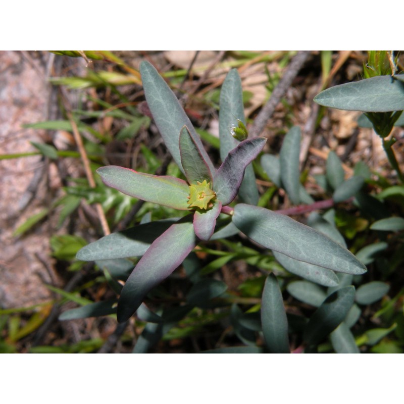 euphorbia gayi salis