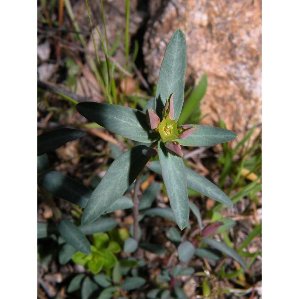 euphorbia gayi salis