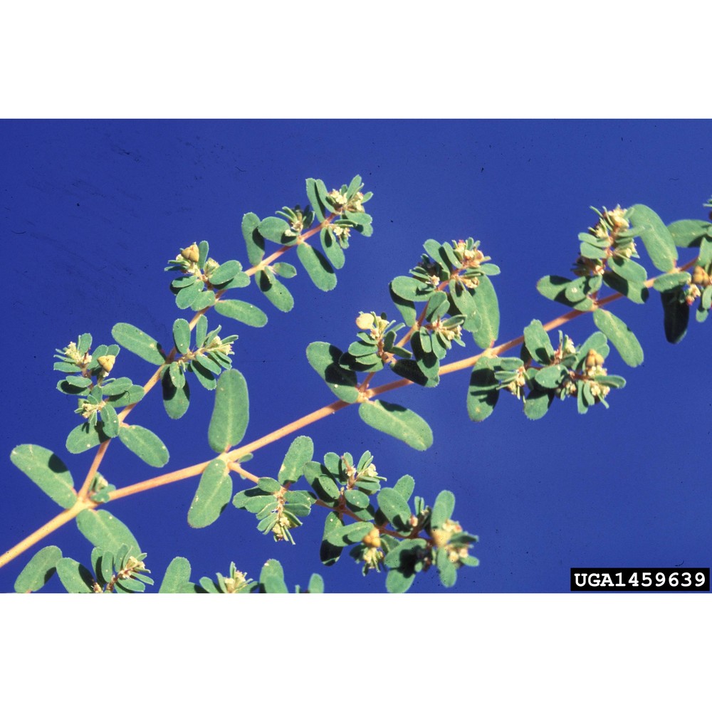 euphorbia glyptosperma engelm.