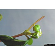 euphorbia glyptosperma engelm.