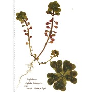 euphorbia helioscopia l.