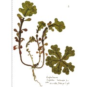 euphorbia helioscopia l.