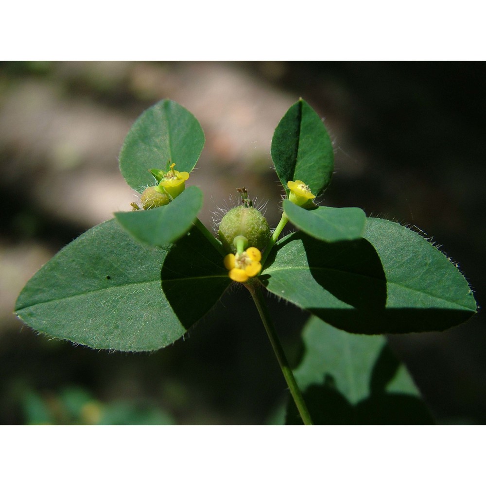 euphorbia hirsuta l.