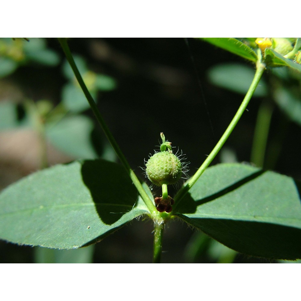 euphorbia hirsuta l.