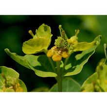 euphorbia hyberna l.