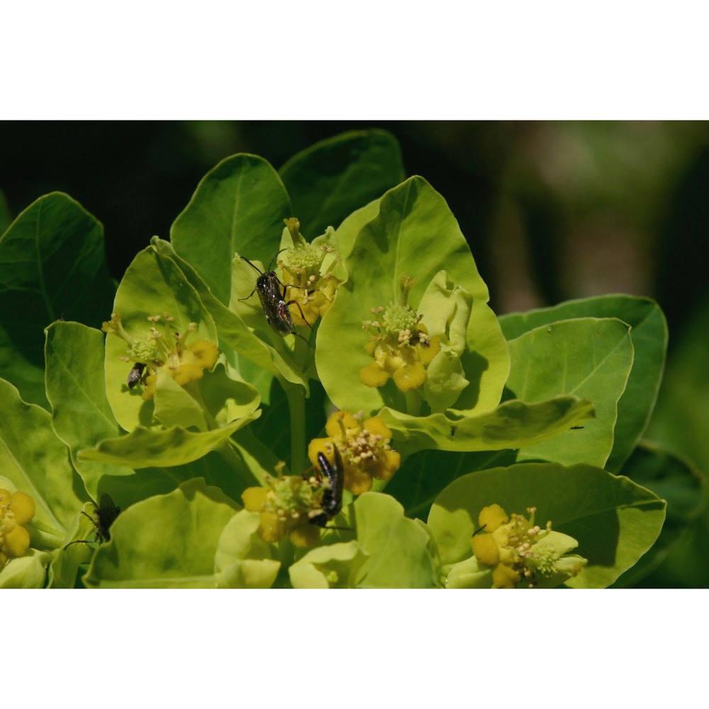 euphorbia hyberna l.