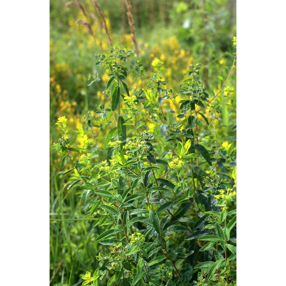 euphorbia illirica lam.