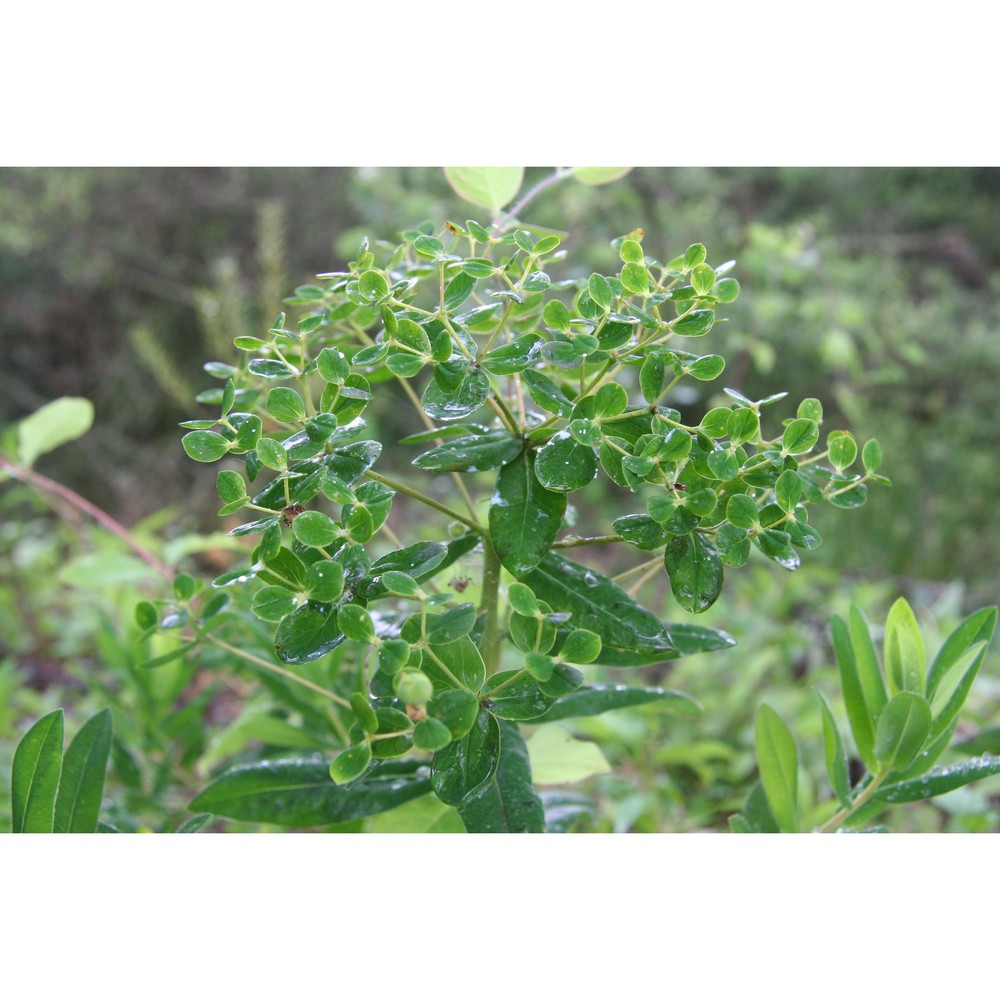 euphorbia illirica lam.