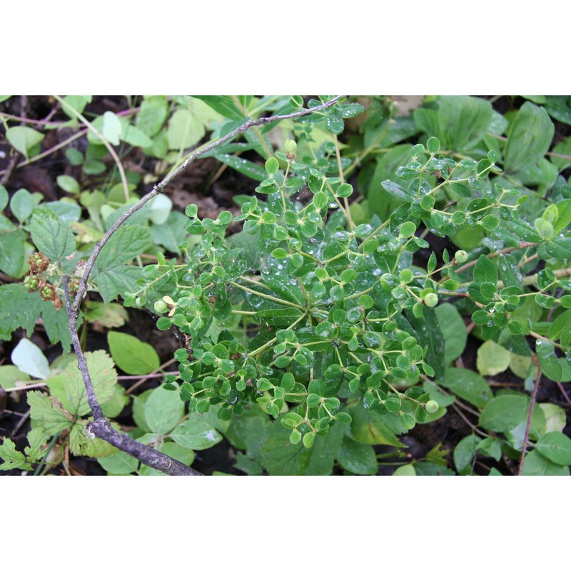 euphorbia illirica lam.