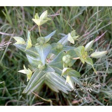 euphorbia lathyris l.