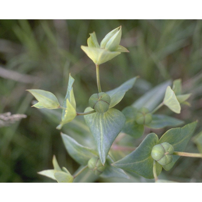 euphorbia lathyris l.