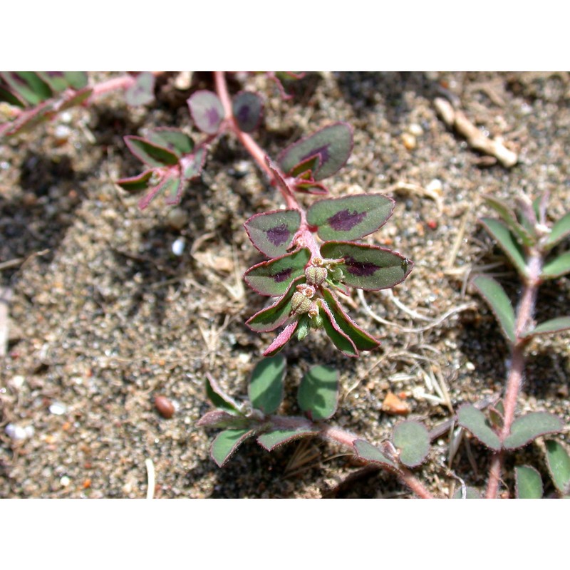 euphorbia maculata l.