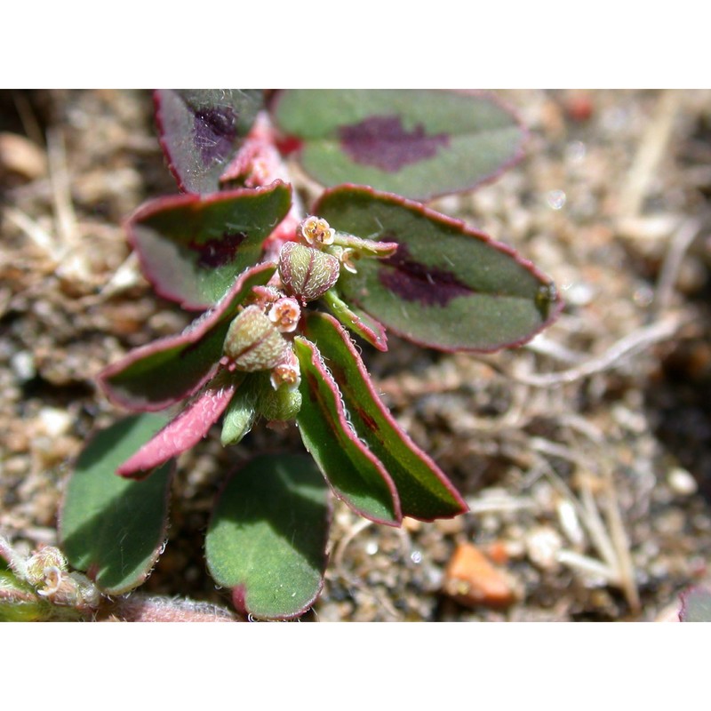 euphorbia maculata l.