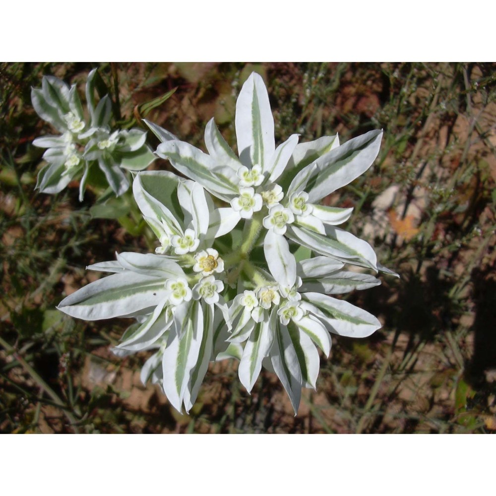 euphorbia marginata pursh